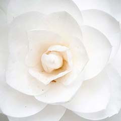 Camellia oil