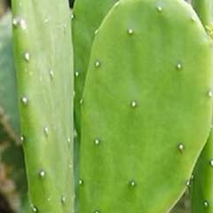 Opuntia Cactus Extract