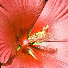 Hibiscus extract