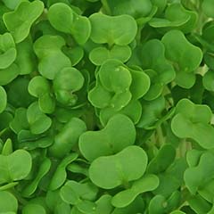 Watercress Extract and Soy Isoflavone Liposomal System
